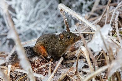 《漫威暗夜之子》妮可·米诺鲁预告片展示技能特性